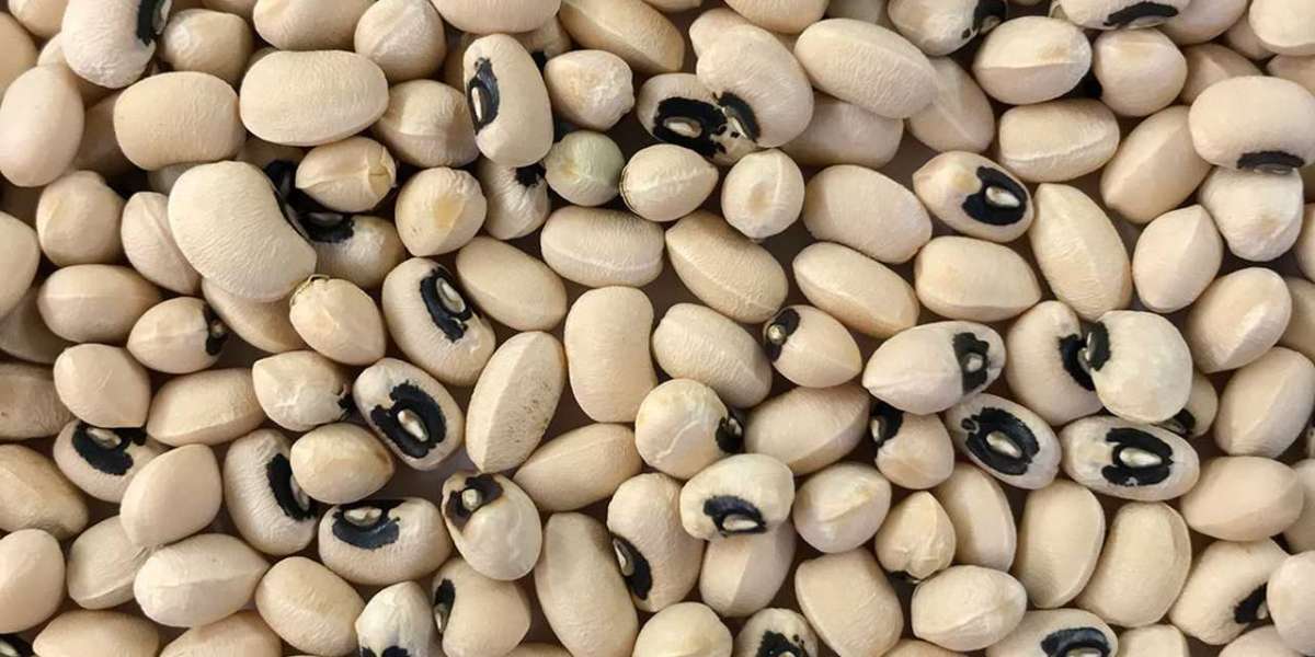 Cowpeas Market Size, Opportunity, Overview and Trends by 2031