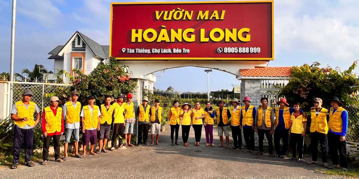 Top 10 Cây Mai Vàng Đẹp, Khủng và Đắt Giá Nhất Việt Nam: Những "Báu Vật Sống" của Làng Mai Việt